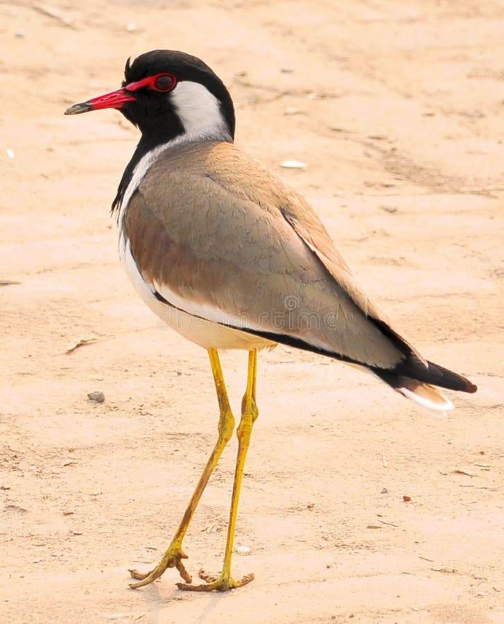 Œil Rouge photo stock