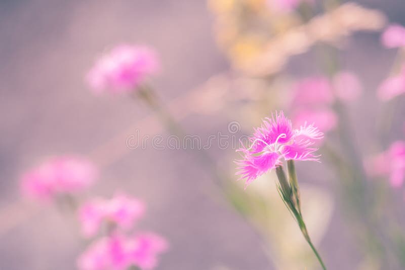 Oeillet Caryophyllus images stock Oeillet Caryophyllus images stock