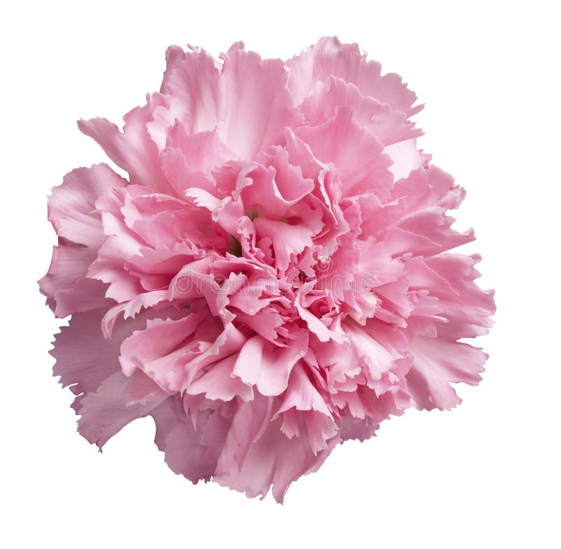 Oeillet rose image libre de droits Oeillet rose image libre de droits