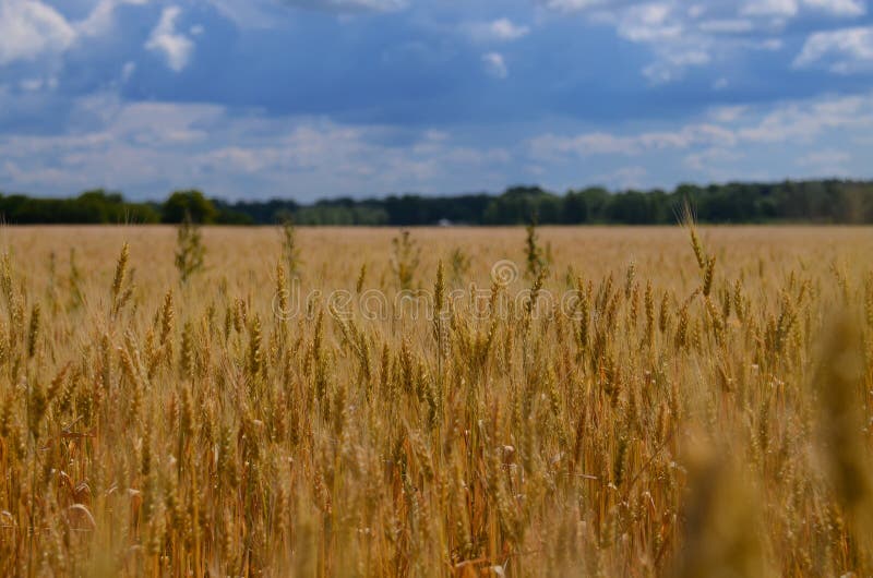 Oekraïens de zomerlandschap met tarwegebieden en blauwe hemel royalty-vrije stock afbeelding Oekraïens de zomerlandschap met tarwegebieden en blauwe hemel royalty-vrije stock afbeelding