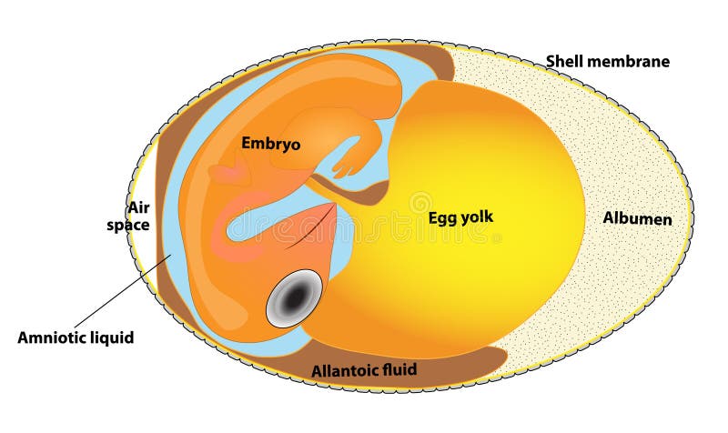 scheme egg. Interior view of a bird's egg. Porous shell enclosing an embryo and the substances that nourish it during incubation. Animal biology. Structure egg. scheme egg. Interior view of a bird's egg. Porous shell enclosing an embryo and the substances that nourish it during incubation. Animal biology. Structure egg