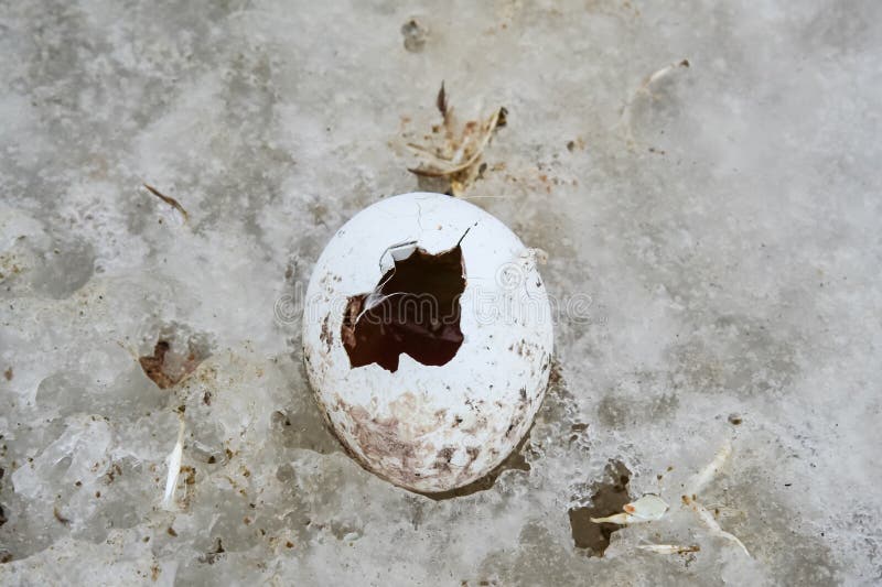 Oeuf de pingouin sur la glace photo libre de droits Oeuf de pingouin sur la glace photo libre de droits