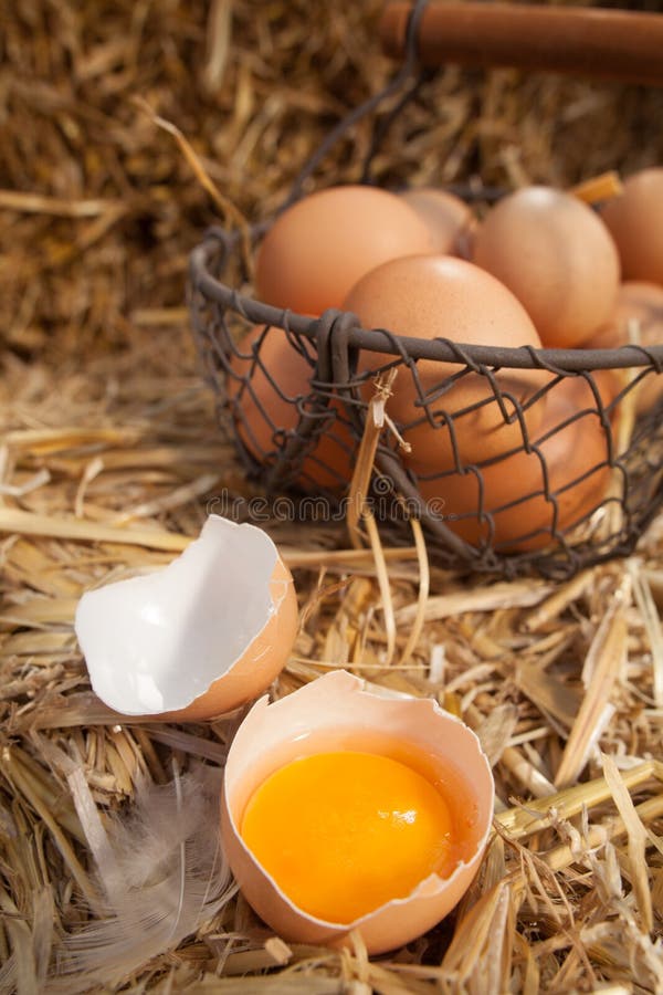Broken open fresh farm egg with the yellow yolk in one half of the shell on a bed of fresh straw with a wire basket of eggs in the background. Broken open fresh farm egg with the yellow yolk in one half of the shell on a bed of fresh straw with a wire basket of eggs in the background.