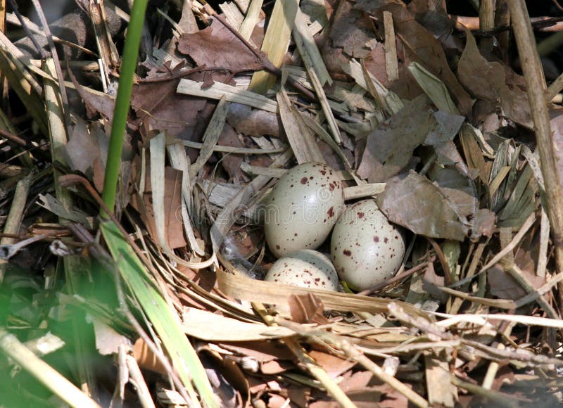 Oeufs dans un nid d'un oiseau rare d'acquitico près d'un marais 2 photo stock Oeufs dans un nid d'un oiseau rare d'acquitico près d'un marais 2 photo stock