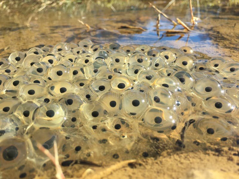 Oeufs De Grenouille Audessous De La Surface De Muddy Puddle Image stock Image du attente