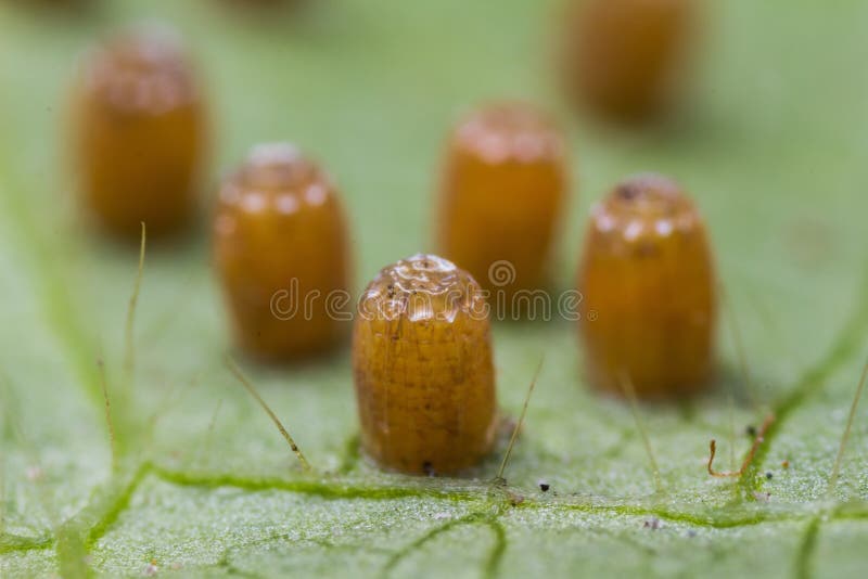 Close up of leopard lacewing (Cethosia cyane euanthes) butterfly's eggs on its host plant leaf. Close up of leopard lacewing (Cethosia cyane euanthes) butterfly's eggs on its host plant leaf