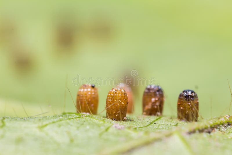 Close up of leopard lacewing (Cethosia cyane euanthes) butterfly's eggs on its host plant leaf. Close up of leopard lacewing (Cethosia cyane euanthes) butterfly's eggs on its host plant leaf