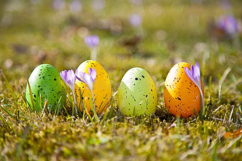 Oeufs de pâques avec le crocus photographie stock Oeufs de pâques avec le crocus photographie stock