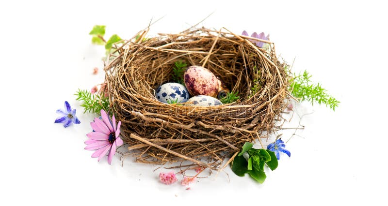 Oeufs de pâques dans un nid et fleurs de printemps isolées sur fond blanc. de beaux oeufs de caille colorés photographie stock libre de droits