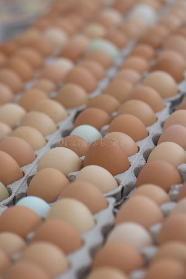 Oeufs multicolores à un marché d'agriculteurs en Californie organique photographie stock libre de droits Oeufs multicolores à un marché d'agriculteurs en Californie organique photographie stock libre de droits