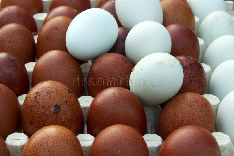 Oeufs écologiques naturels de couleur brune et bleue image stock Oeufs écologiques naturels de couleur brune et bleue image stock