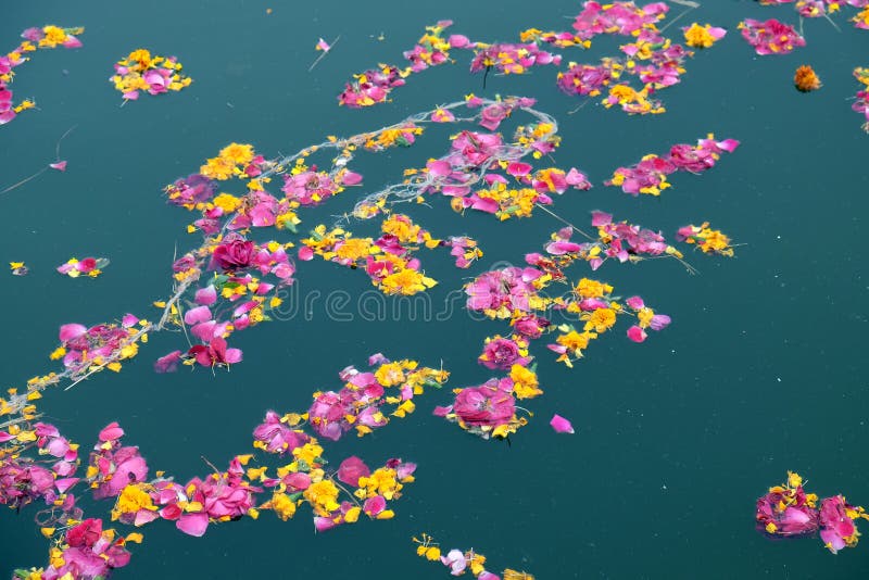 Ofertas florais coloridas, pétalas, flores e festões, flutuando no lago Pushkar, Índia foto de stock Ofertas florais coloridas, pétalas, flores e festões, flutuando no lago Pushkar, Índia foto de stock