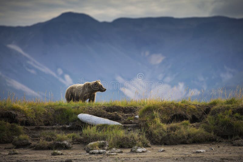 Off the Creek. A coastal brown bear cub watches his mother fish for salmon in a creek along the remote Alaskan Peninsula stock photos Off the Creek. A coastal brown bear cub watches his mother fish for salmon in a creek along the remote Alaskan Peninsula stock photos