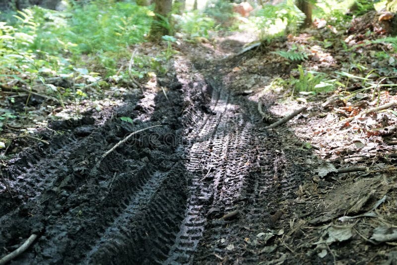 Off road bicycle tire tracks in mud in forest