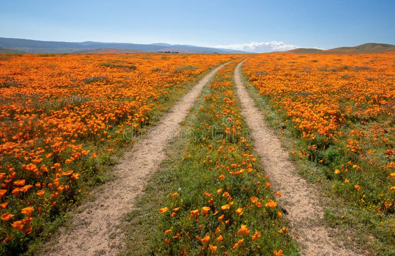 Off road dirt road through California Golden Orange Poppies under blue sky in the high desert of southern California
