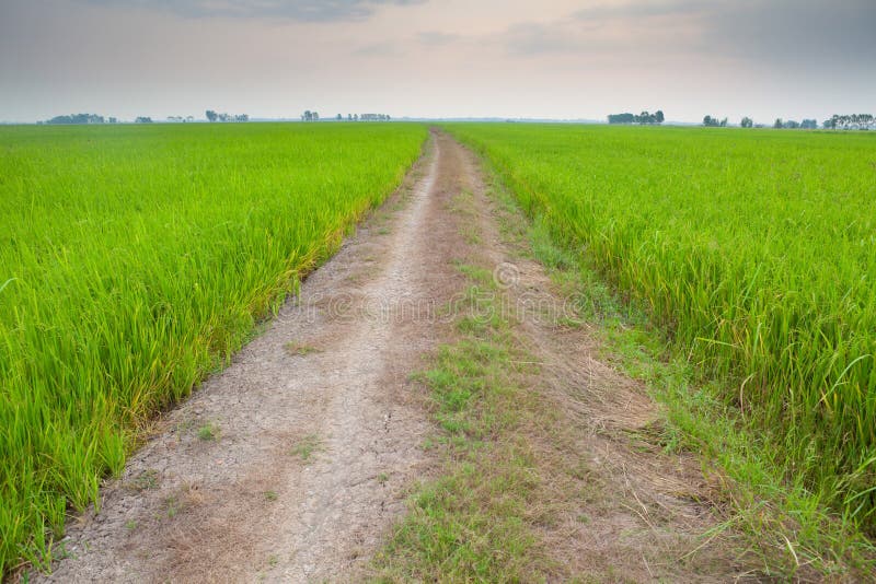 Off-road track in country