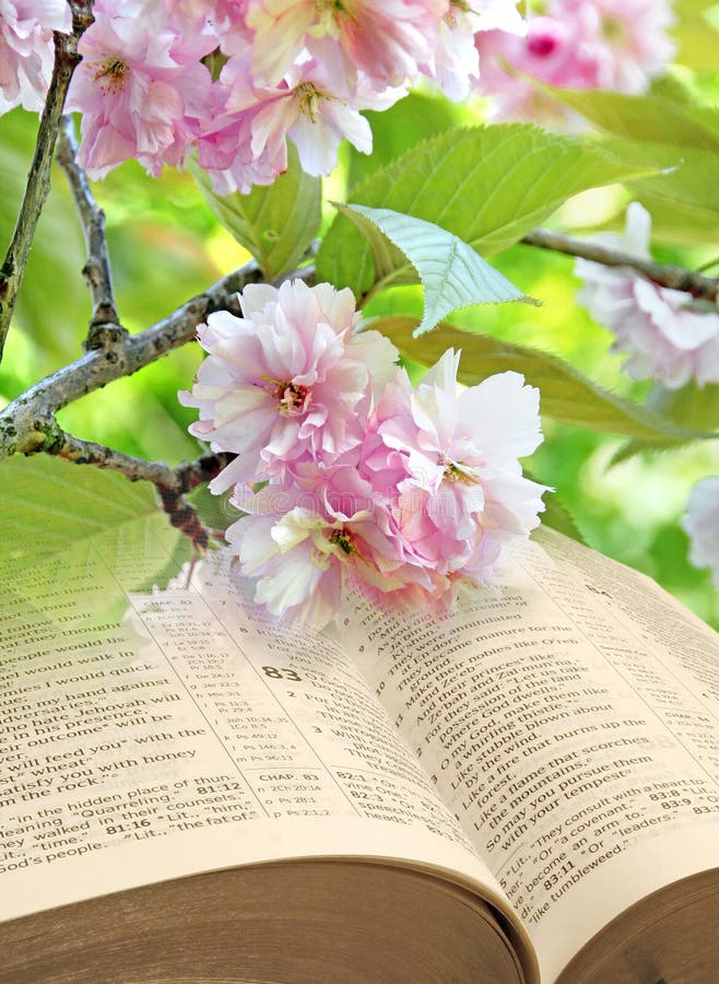 Offene Bibel der Frühjahrblüte