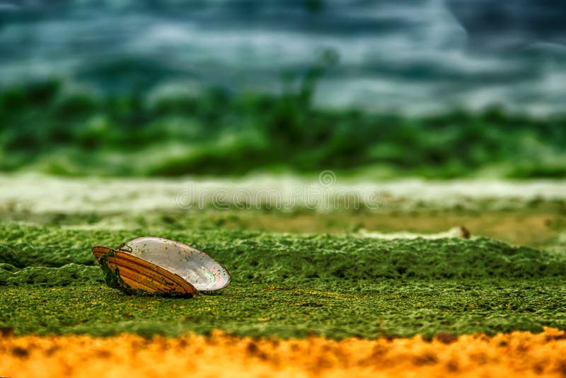 Offene Oberteilmiesmuschelauster ist auf einem sandigen Ufer, das mit Grün bedeckt wird stockfotografie Offene Oberteilmiesmuschelauster ist auf einem sandigen Ufer, das mit Grün bedeckt wird stockfotografie
