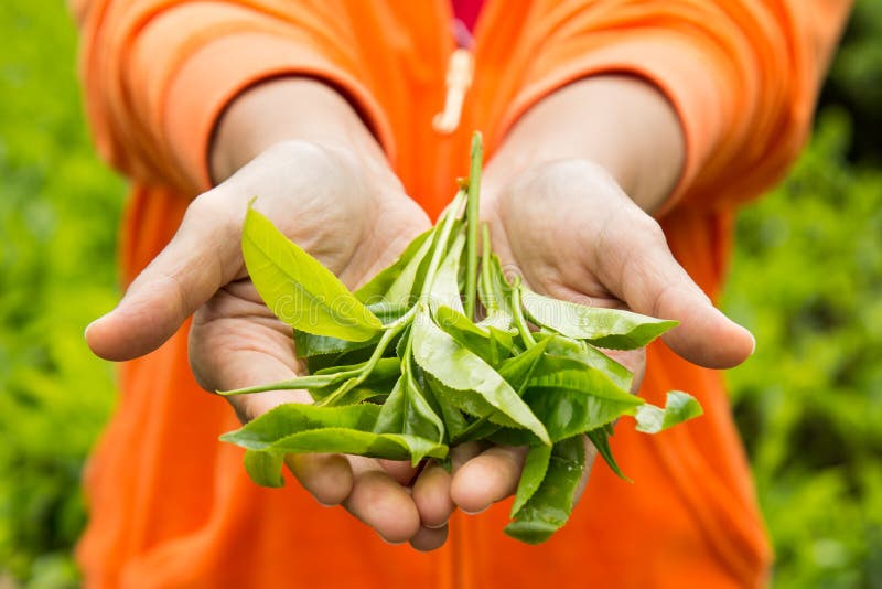 Offering of freshly harvested tea leafs, that is presented on palms. Offering of freshly harvested tea leafs, that is presented on palms.