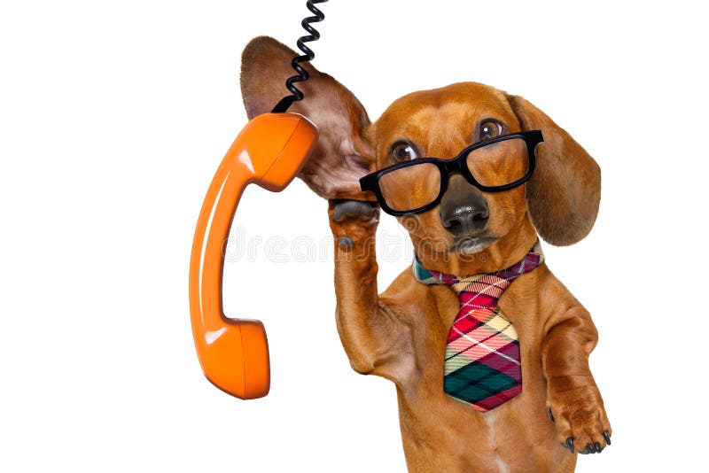 405 Animal Lawyer Stock Photos - Free & Royalty-Free Stock Photos from Dreamstime 405 Animal Lawyer Stock Photos - Free & Royalty-Free Stock Photos from Dreamstime