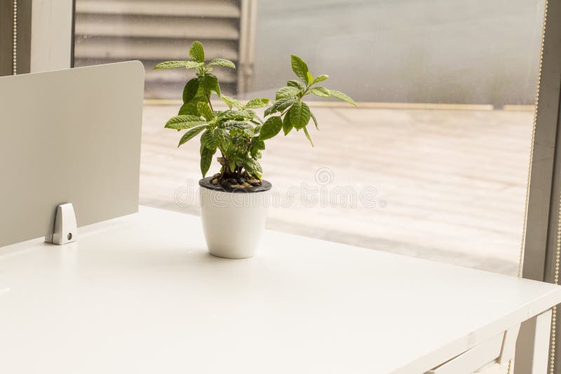 Office Workplace with Potted Plant Stock Photo Image of office
