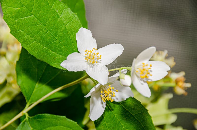 Jasminum officinale, common jasmine white flowers, bush olive family Oleaceae. Jasminum officinale, common jasmine white flowers, bush olive family Oleaceae.