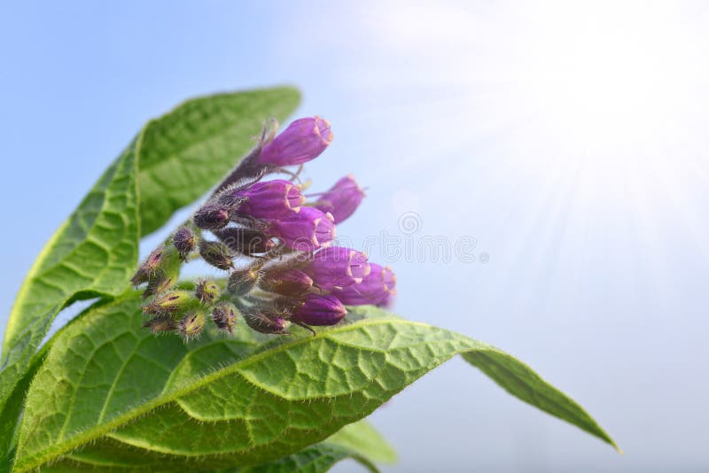 Officinale Symphytum Comfrey с солнечным небом на заднем плане стоковая фотография Officinale Symphytum Comfrey с солнечным небом на заднем плане стоковая фотография