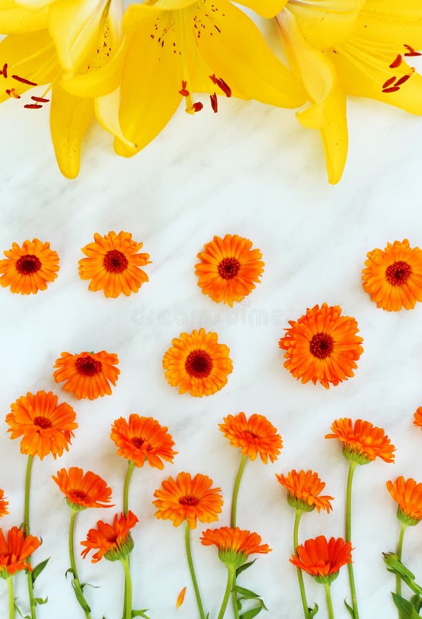 Officinalis de calendula d'herbe sur un fond clair avec les lis jaunes photo stock Officinalis de calendula d'herbe sur un fond clair avec les lis jaunes photo stock