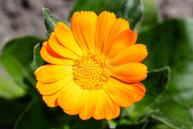 Officinalis de Calendula de fleur de Calendula sur un fond vert brouillé Vue de ci-avant images stock Officinalis de Calendula de fleur de Calendula sur un fond vert brouillé Vue de ci-avant images stock