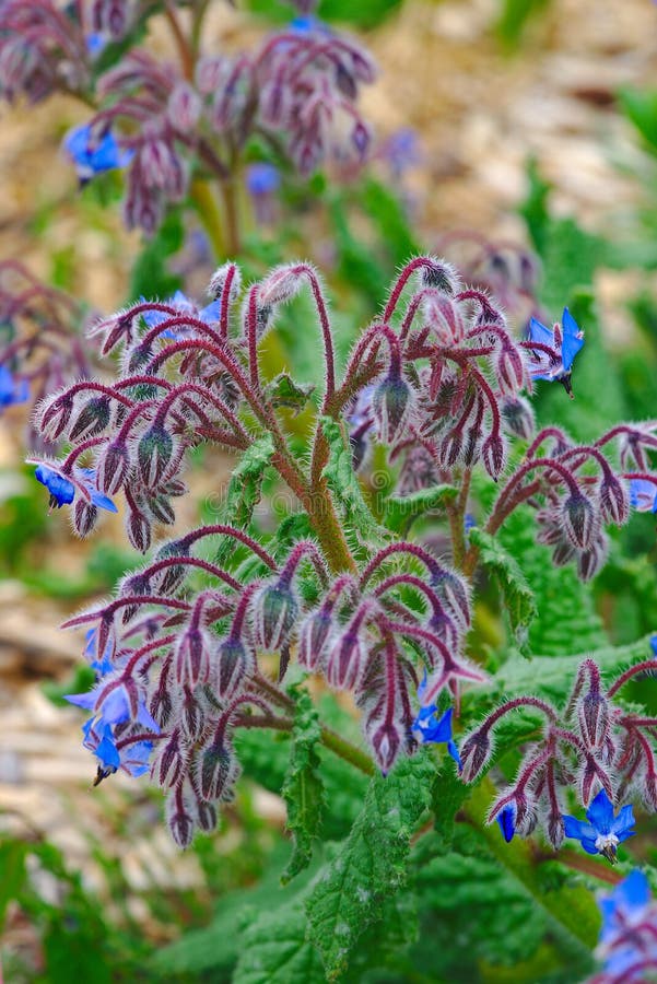 Officinalis L van Borago van boragebloemen stock afbeeldingen Officinalis L van Borago van boragebloemen stock afbeeldingen