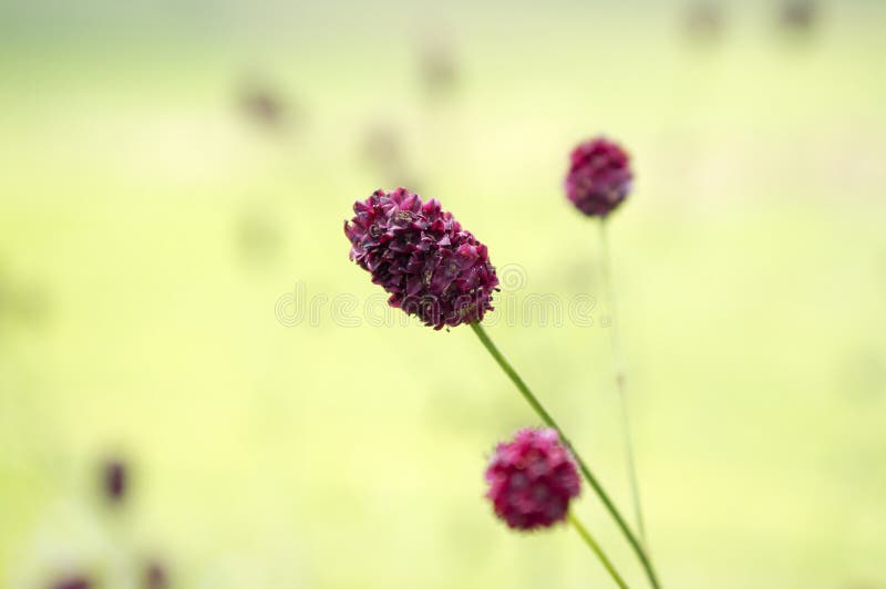 Officinalis Sanguisorba, большое burnet цветут в цветени стоковые фото Officinalis Sanguisorba, большое burnet цветут в цветени стоковые фото