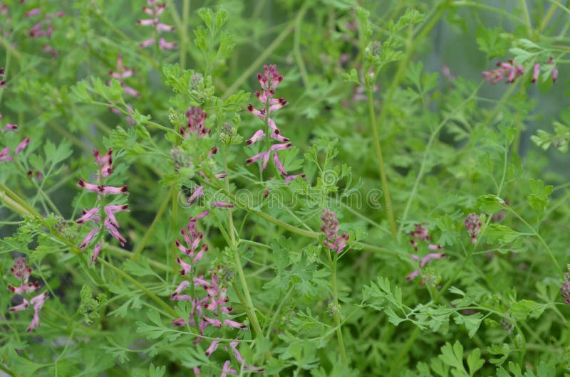 officinalis травы fumitory fumaria целебные стоковое изображение rf officinalis травы fumitory fumaria целебные стоковое изображение rf
