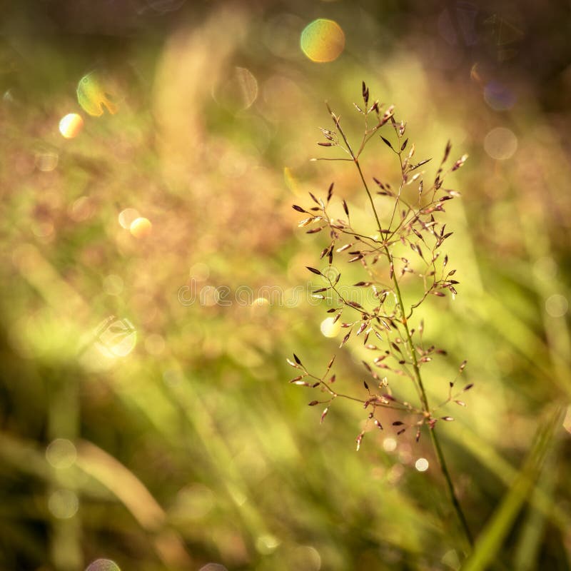 Offuschi il parco verde della natura con il fondo dell'estratto della luce del sole del bokeh Copi lo spazio dell'avventura di vi immagini stock Offuschi il parco verde della natura con il fondo dell'estratto della luce del sole del bokeh Copi lo spazio dell'avventura di vi immagini stock