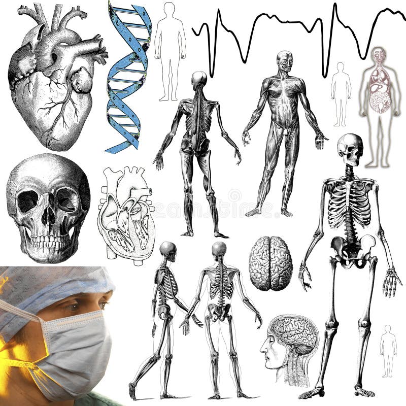 Oggetti medici ed anatomici - ritaglio illustrazione vettoriale Oggetti medici ed anatomici - ritaglio illustrazione vettoriale