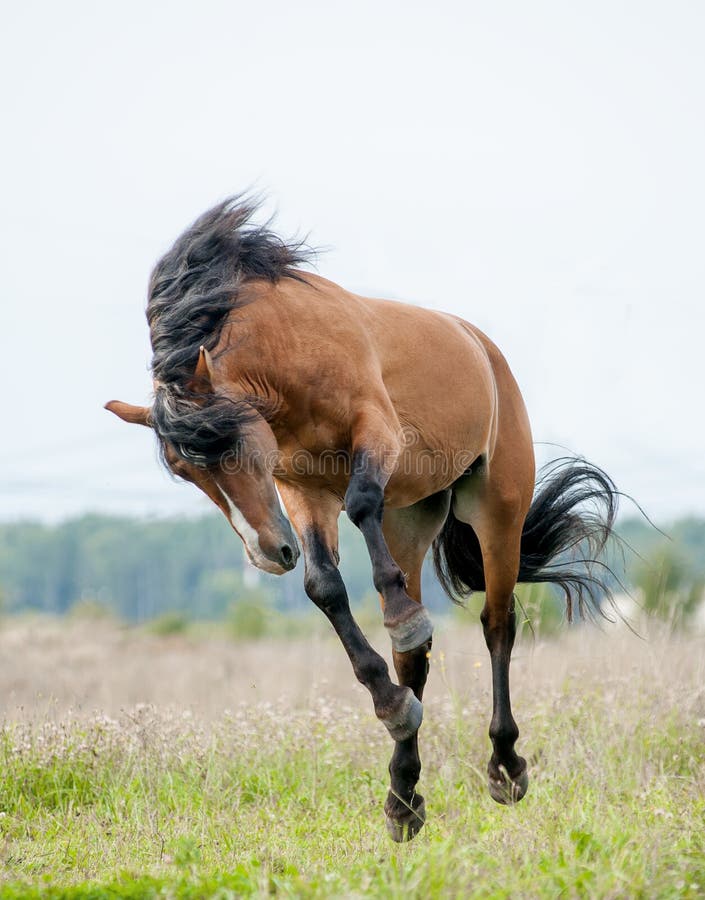 Bay young wild stallion playing. Bay young wild stallion playing