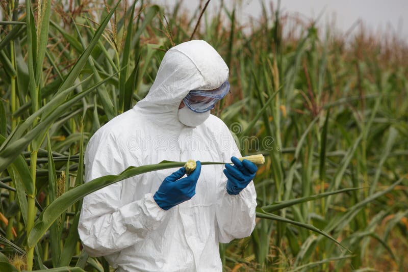 OGM - mazorca de maíz de examen del ingeniero de la biotecnología en campo