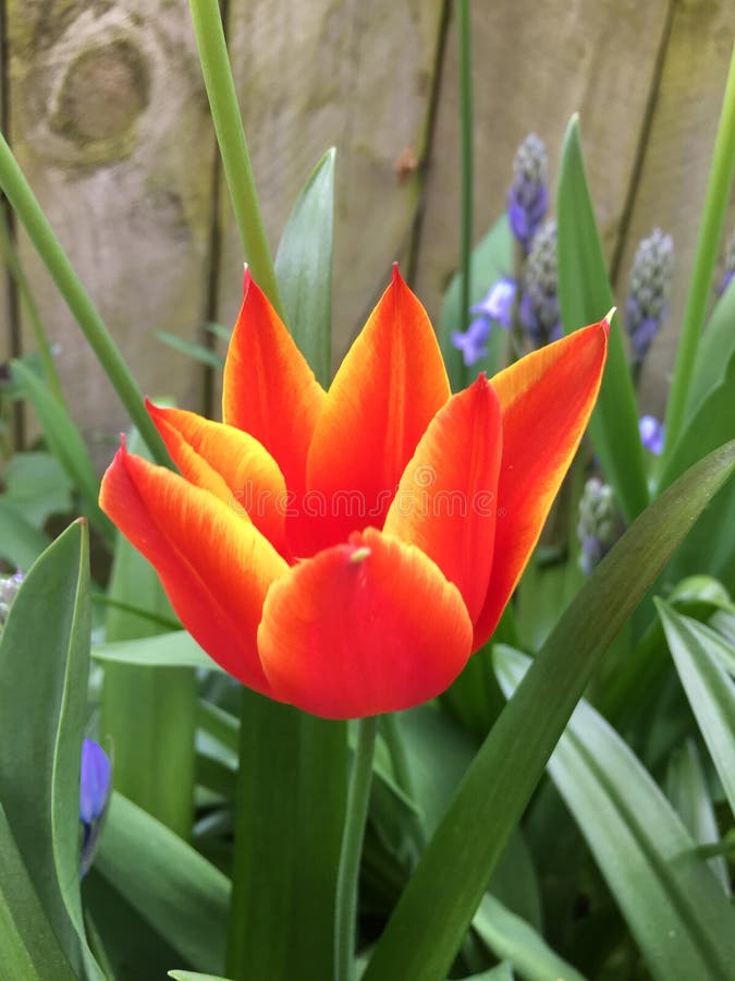 Ognisty tulipan w ogródzie zdjęcie stock Ognisty tulipan w ogródzie zdjęcie stock