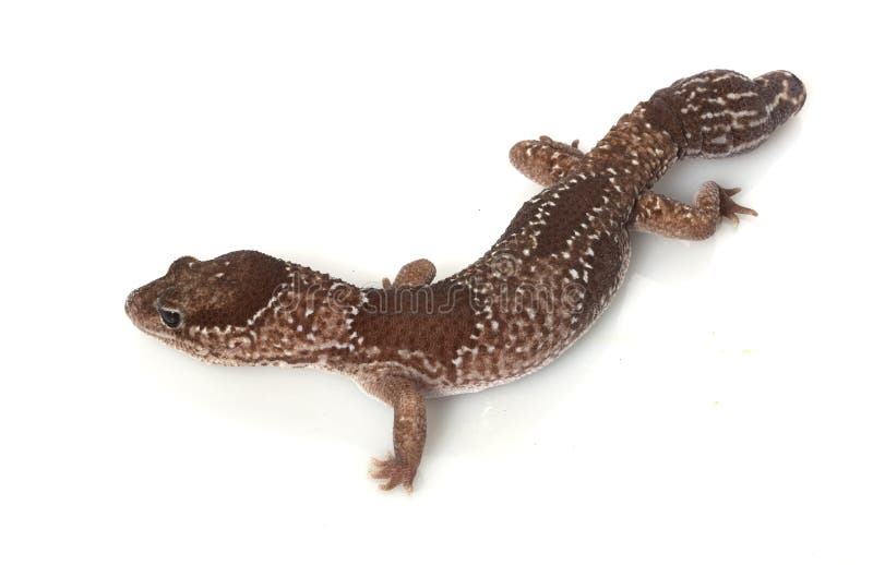 Jungle African Fat-tailed Gecko (Hemitheconyx caudicinctus) isolated on white background. Jungle African Fat-tailed Gecko (Hemitheconyx caudicinctus) isolated on white background.