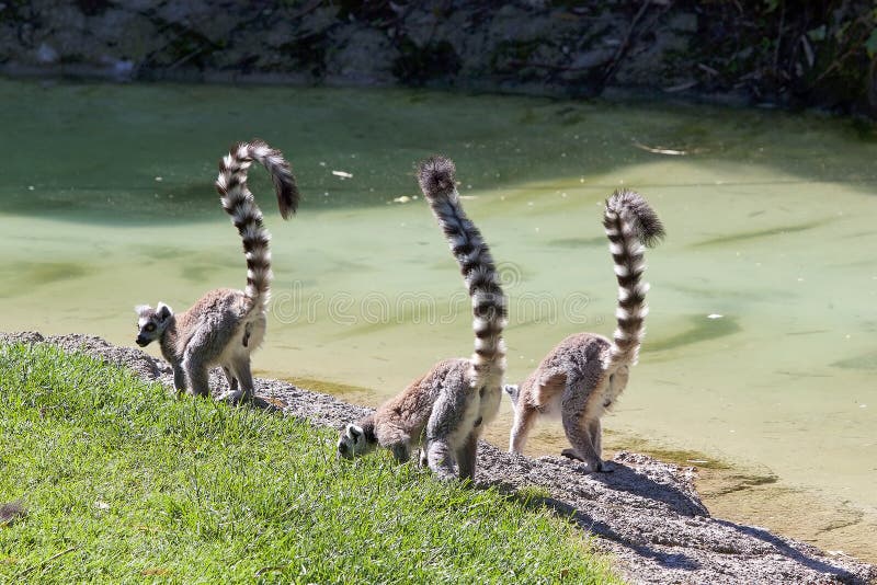 Ogoniasty lemura lemura catta fotografia stock Ogoniasty lemura lemura catta fotografia stock
