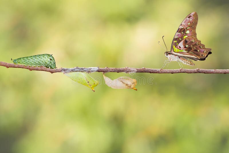 Ogoniasty sójka motyl z chryzalidą i gąsienicą obrazy royalty free Ogoniasty sójka motyl z chryzalidą i gąsienicą obrazy royalty free
