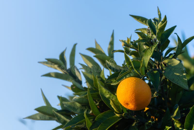ogrodowa pomarańcze szczegół pomarańcze na drzewie Hiszpańska i naturalna owoc zdjęcia stock ogrodowa pomarańcze szczegół pomarańcze na drzewie Hiszpańska i naturalna owoc zdjęcia stock