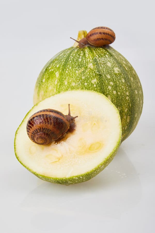 Ogrodowego ślimaczka czołganie na zielonym zucchini na białym tle fotografia royalty free Ogrodowego ślimaczka czołganie na zielonym zucchini na białym tle fotografia royalty free