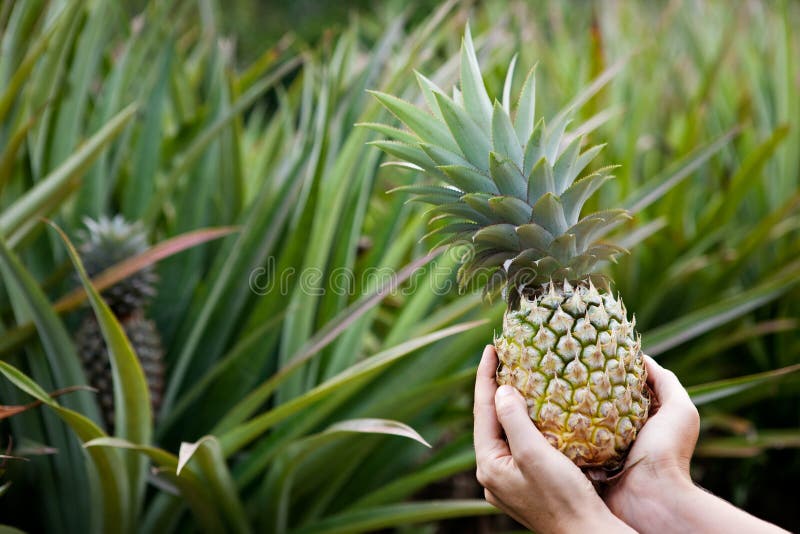ogrodowy ananas obraz royalty free ogrodowy ananas obraz royalty free
