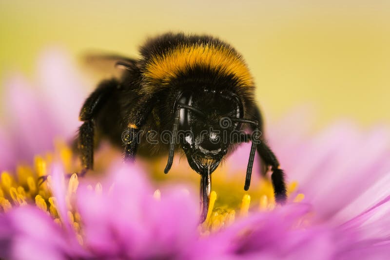 Ogrodowy Bumblebee, Bumblebee, Bombus hortorum zdjęcie stock Ogrodowy Bumblebee, Bumblebee, Bombus hortorum zdjęcie stock