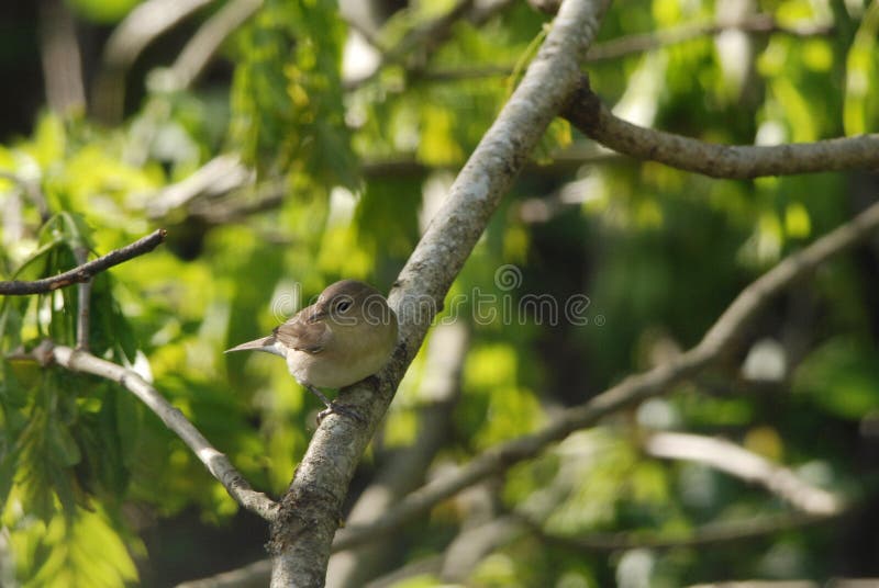 Ogrodowy Warbler na gałąź obraz royalty free Ogrodowy Warbler na gałąź obraz royalty free