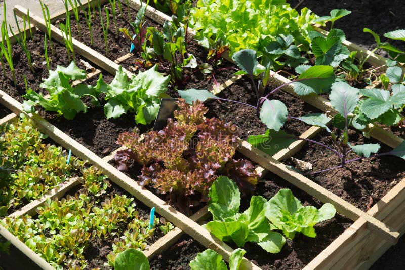 Vegetable garden with assortiment vegetables and cold container. Vegetable garden with assortiment vegetables and cold container