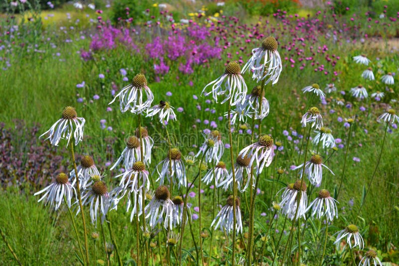 Ogrodowy widok, coneflowers, kolorowi flowerbeds i granicy w wiośnie, obraz royalty free Ogrodowy widok, coneflowers, kolorowi flowerbeds i granicy w wiośnie, obraz royalty free