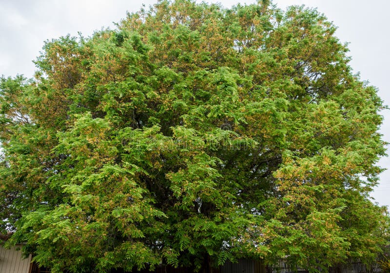 Ogromny tamaryndy drzewo, Tamarindus indica, w kwiacie zdjęcia royalty free Ogromny tamaryndy drzewo, Tamarindus indica, w kwiacie zdjęcia royalty free