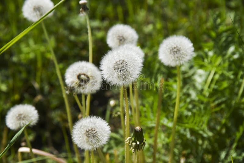 Ogräs i ängsdandelion som blåser på sommargräset i ängen arkivfoto