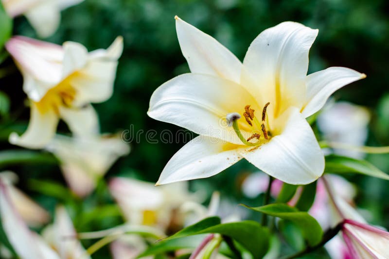 White Easter lily blooming in nature. Pretty lilium longiflorum flower with bud outside in spring. White Easter lily blooming in nature. Pretty lilium longiflorum flower with bud outside in spring.